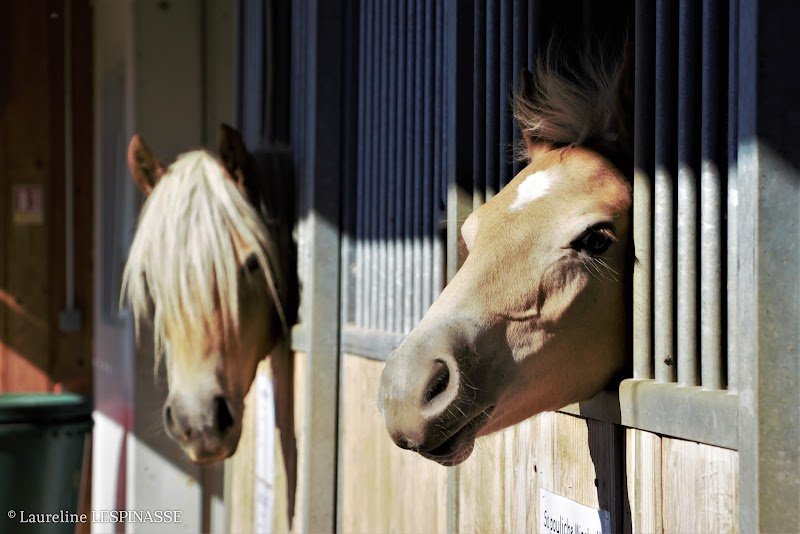 HARAS DU VERCORS - EARL - photo 2