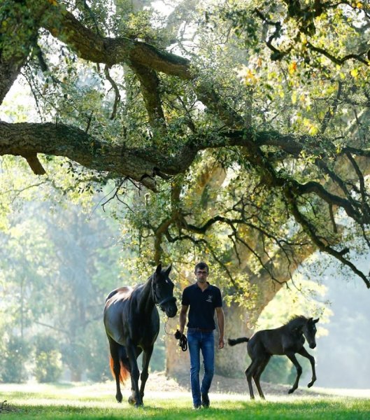le Haras de Malleret - photo 1