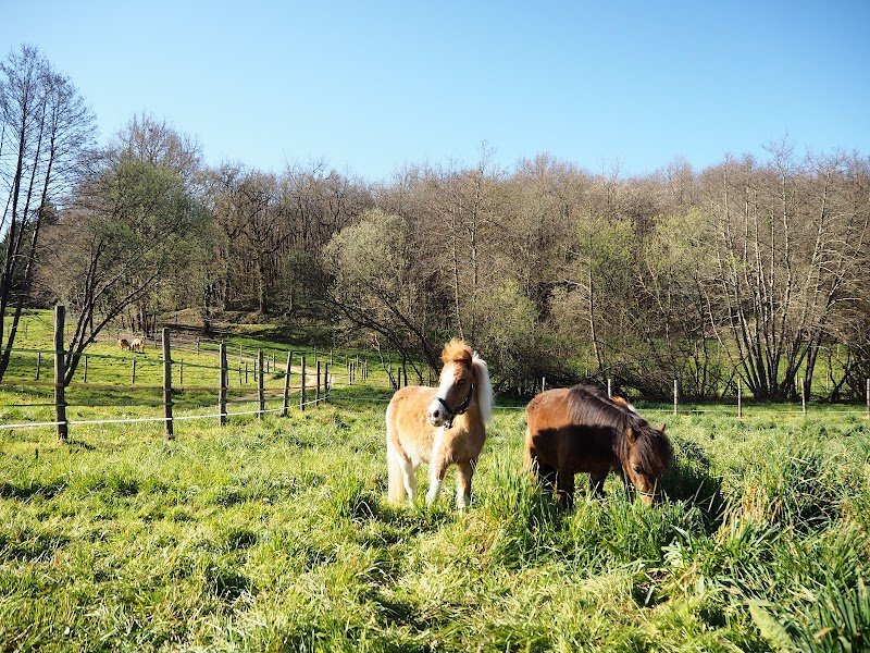 Écuries d'équithérapie et de médiation équine Terres Equi'Solidaires