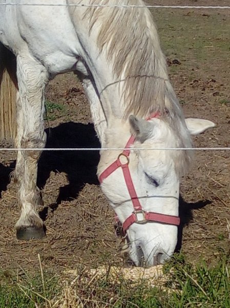 Les Ecuries de Puynadal - photo 1