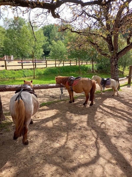 Centre Equestre de Neuvic sur l'isle - photo 2