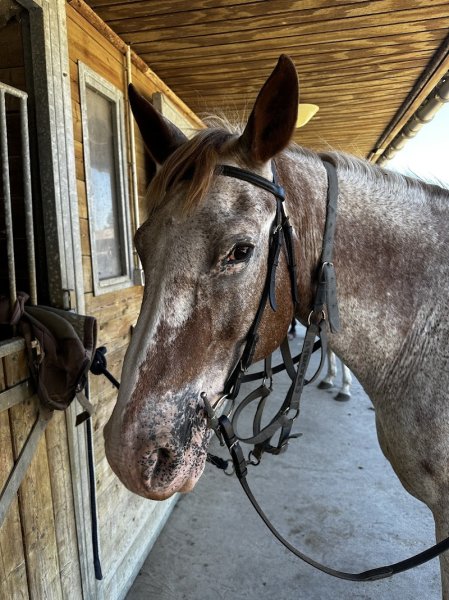 CENTRE EQUESTRE DE BOURROU - photo 2