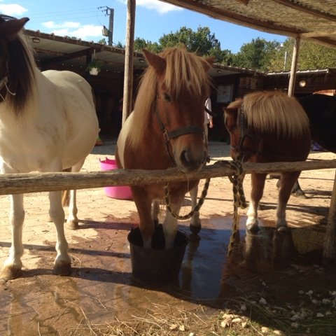 Ferme Equestre Hippocamp' - photo 1