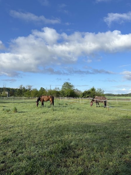 Les Ecuries du Dropt - photo 2