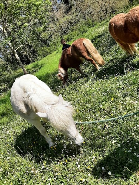 Poney Club - photo 3