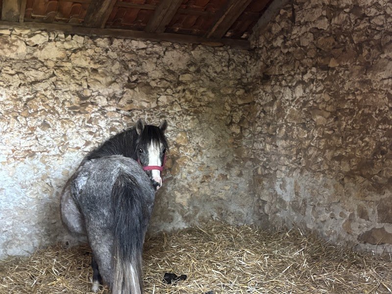 Cercle Hippique Antonne - photo 3
