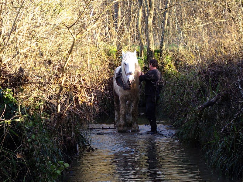 Les Ecuries d'Unyo - Pension pour chevaux - Comportementaliste équin - photo 1
