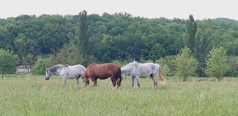 Les Ecuries d'Unyo - Pension pour chevaux - Comportementaliste équin - photo 2