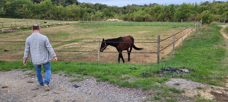 Haras - Écuries des Méaras - photo 3