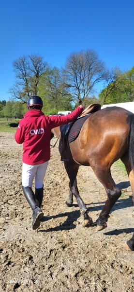 Écurie Equiperf - photo 3