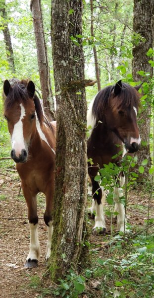 Comme les chevaux d'Ans ... - photo 1