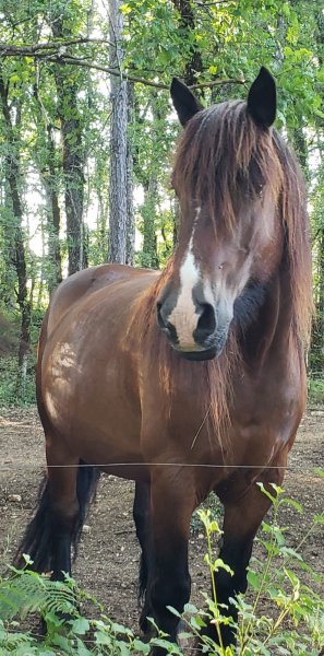 Comme les chevaux d'Ans ... - photo 2
