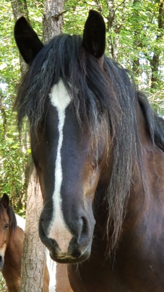 Comme les chevaux d'Ans ... - photo 3