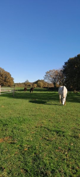 Haras Du Grand Coderc - photo 2