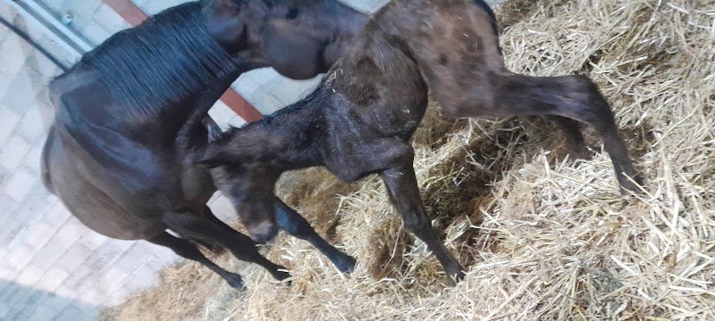 Haras Du Grand Coderc - photo 3