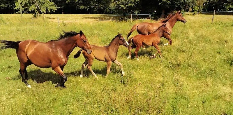 Haras du Périgord - photo 1
