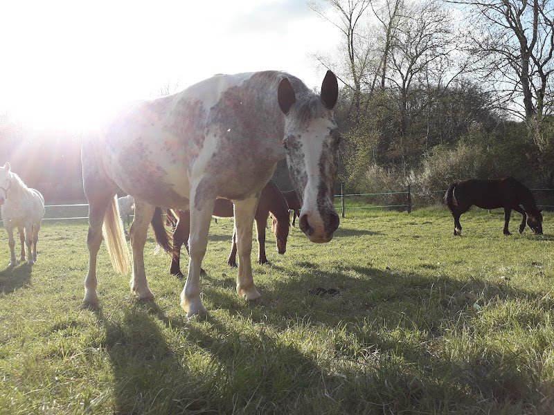 Cheval nomad' - photo 1