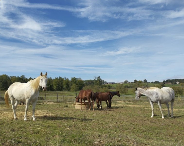 Cheval nomad' - photo 2