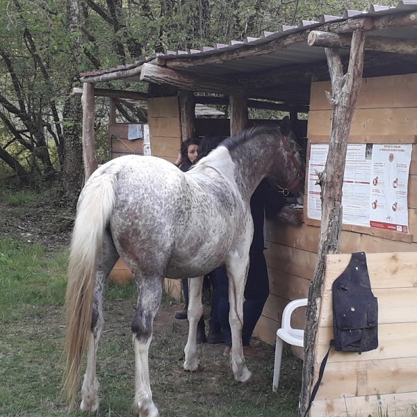 Cheval nomad' - photo 3