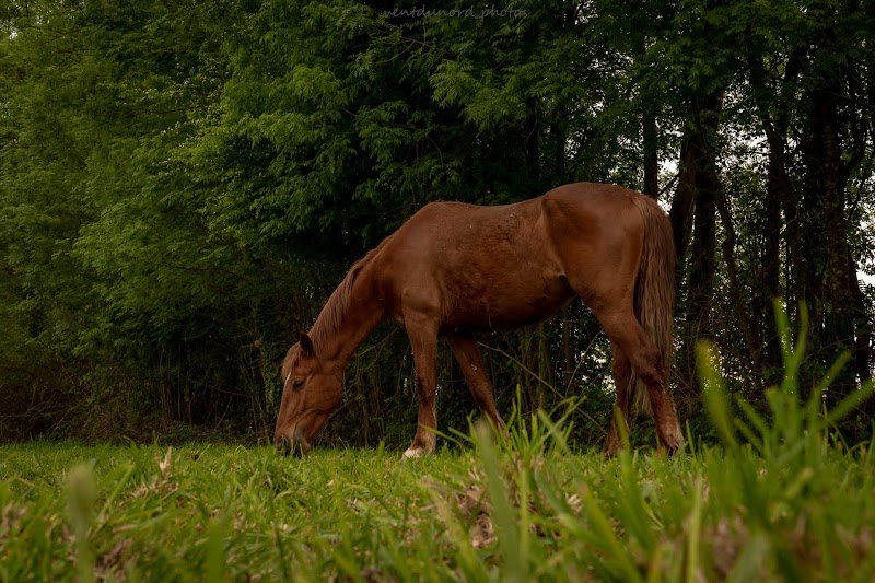 Ecurie Felinemoon - photo 2
