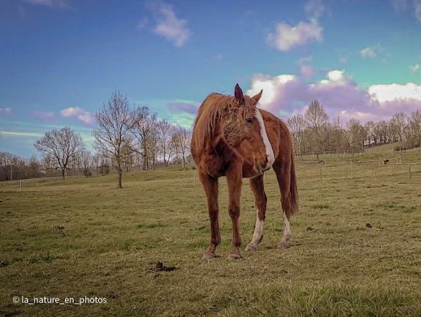 Ecurie Felinemoon - photo 3