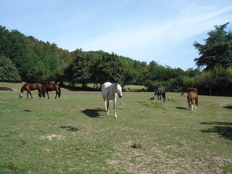 Ecuries de Saint Roch