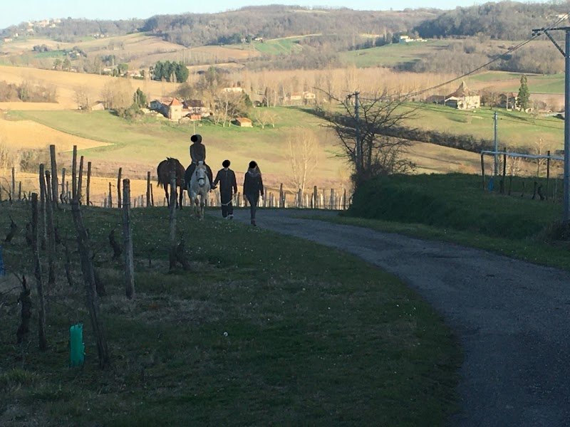 Ecurie du Dragon - Pension chevaux et poneys à la retraite - photo 2