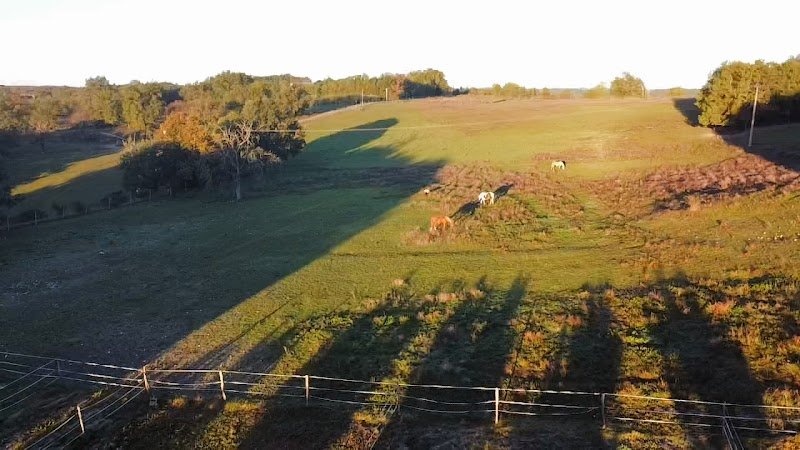 Ecurie du Dragon - Pension chevaux et poneys à la retraite - photo 3