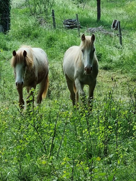 Audacia Stables Elevage Gypsy Cob/Tinker