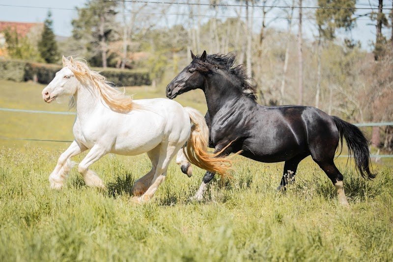 Audacia Stables Elevage Gypsy Cob/Tinker - photo 2