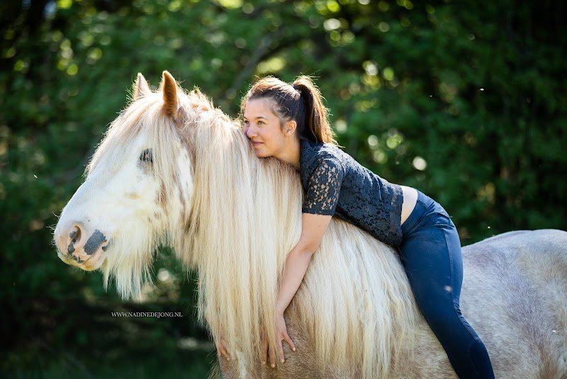 Audacia Stables Elevage Gypsy Cob/Tinker - photo 3