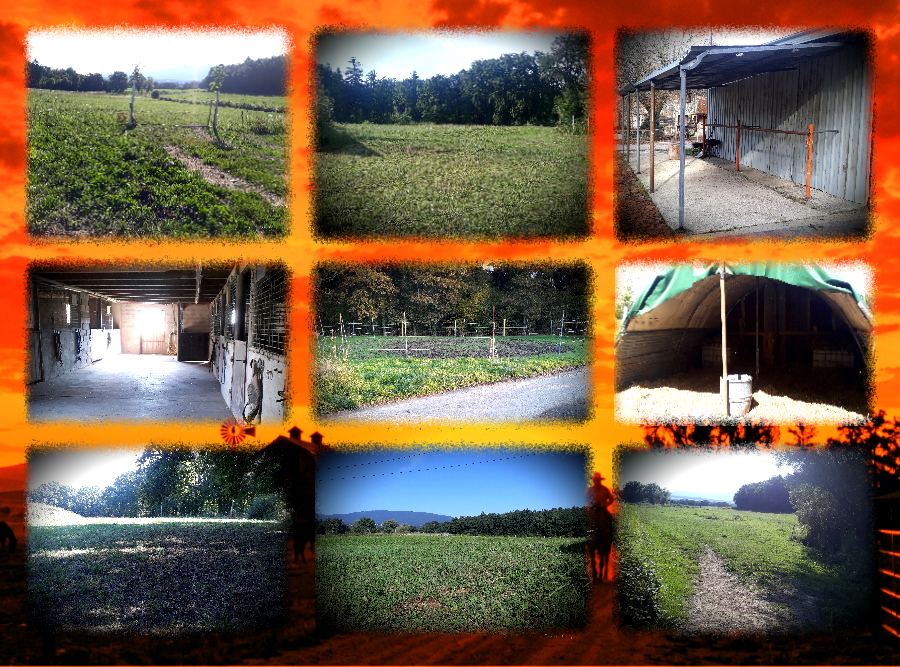 Pension pour chevaux Le Ranch Gardian Roch - photo 3