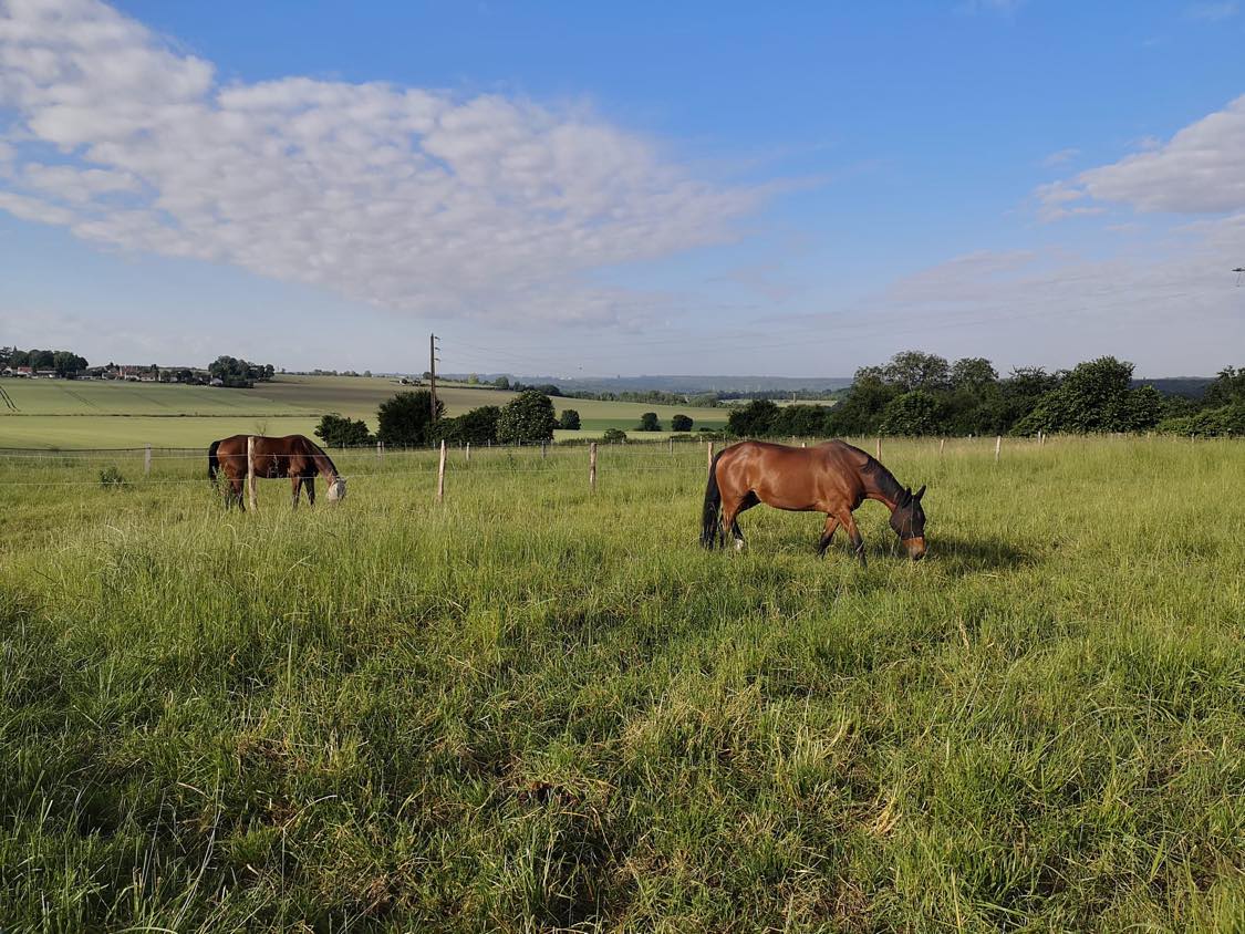 Haras des Cosmiques - photo 4